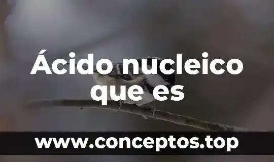 Qué es ácido succínico en enología 5 Ácido nucleico que es