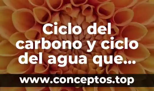 Ciclo del carbono y ciclo del agua que es importante