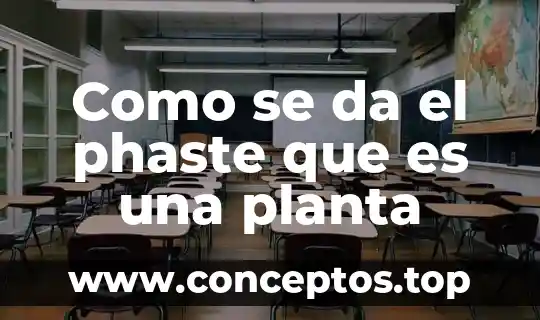 Qué es una planta albahaca 7 Como se da el phaste que es una planta