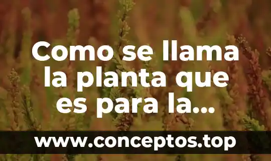 Cómo se llama la planta que es para la sangre 3 Como se llama la planta que es para la brujeria