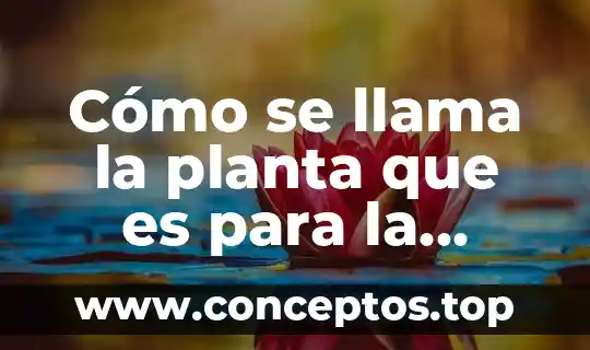 Cómo se llama el auricular que es solo para llamar 8 Cómo se llama la planta que es para la sangre
