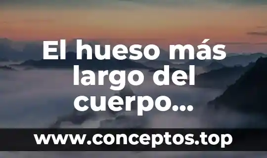 El hueso más largo del cuerpo humano