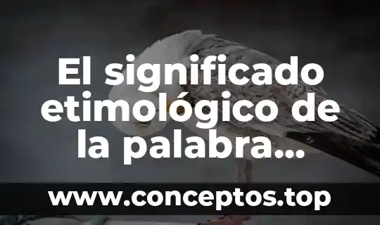 Oseo significado etimológico y que es 7 El significado etimológico de la palabra metalingüística