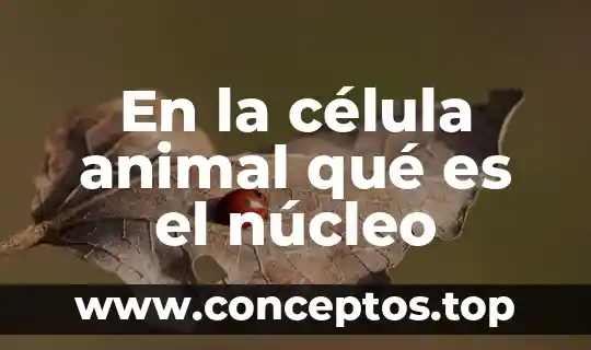 En la célula animal qué es el núcleo