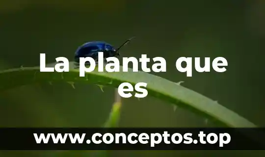 La planta que es