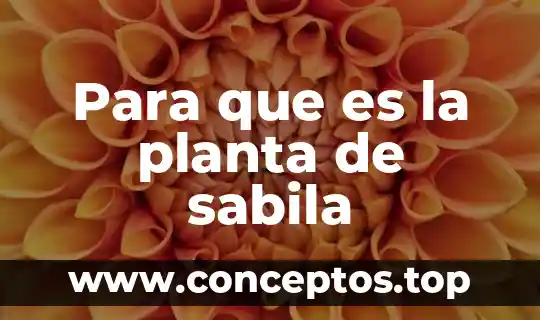 Para que es la planta de sabila