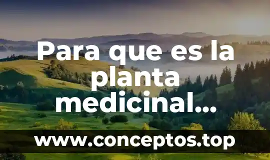 Que es la chaya planta medicinal 5 Para que es la planta medicinal plumeria