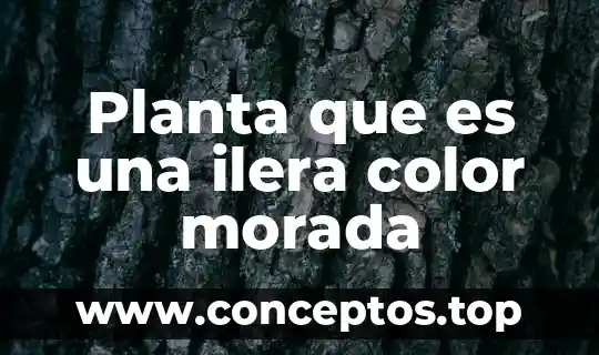 Planta que es una ilera color morada