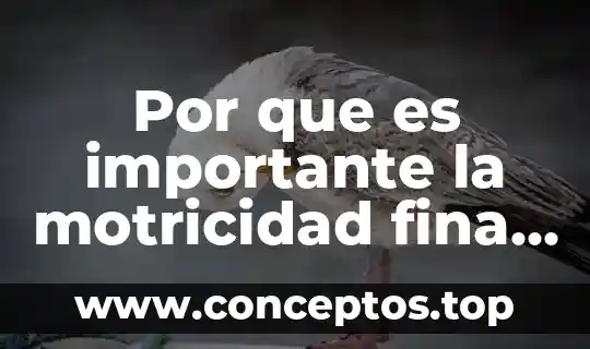 Qué es la motricidad y sus tipos educación física 8 Por que es importante la motricidad fina en los niños