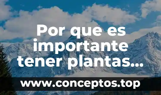 Por que es importante tener plantas en casa