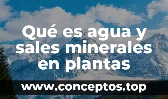 Que es el agua y las connsecuencias de su cotaminación 7 Qué es agua y sales minerales en plantas