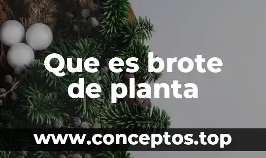 Que es la planta interna 5 Que es brote de planta