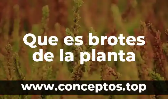 Qué es una planta fotovoltaica 5 Que es brotes de la planta