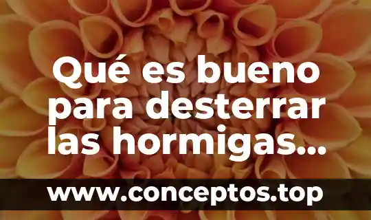 Qué es bueno para desterrar las hormigas pequeñas guerreras