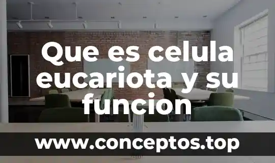 Que es celula eucariota y su funcion