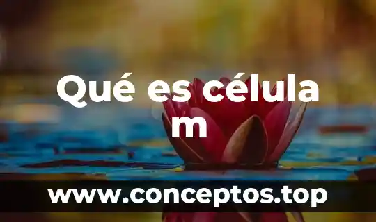 Qué es célula m