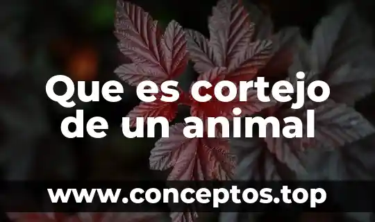 Que es creatividad animal ejemplos 6 Que es cortejo de un animal