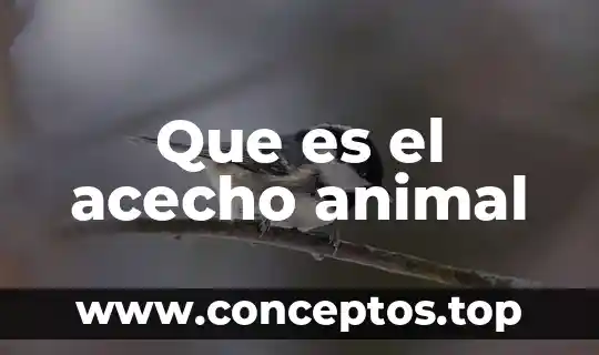 Que es el acecho animal