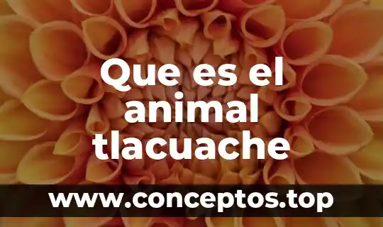 Que es el animal tlacuache