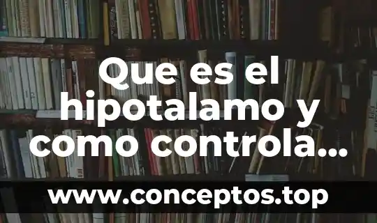 Que es el hipotalamo y como controla el sistema endocrino