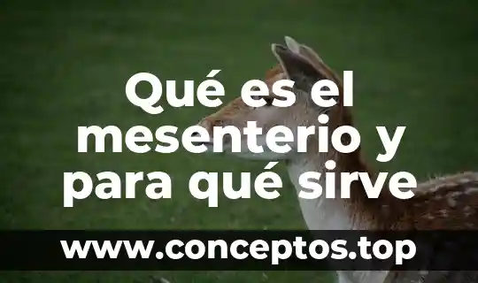 Para que es sirve una foda 5 Qué es el mesenterio y para qué sirve