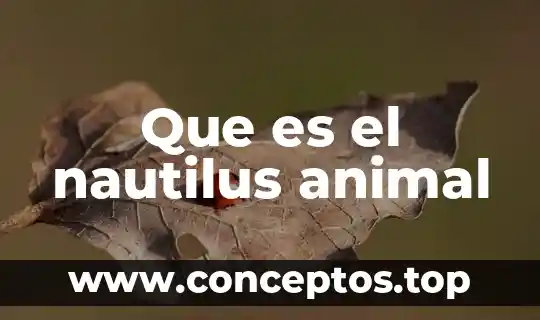 Que es creatividad animal ejemplos 3 Que es el nautilus animal