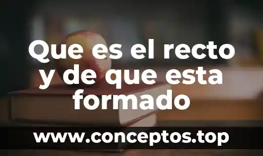 Qué está formado el sistema digestivo 7 Que es el recto y de que esta formado