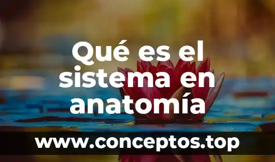 Qué es el sistema en anatomía
