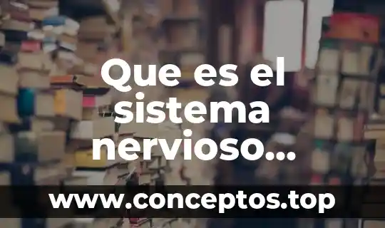 Que es el sistema nervioso para poner nombres 8 Que es el sistema nervioso central y como se clasifica