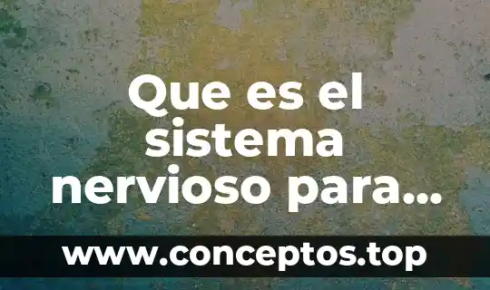 Qué es el sistema nervioso y quienes lo lo conforman 5 Que es el sistema nervioso para poner nombres