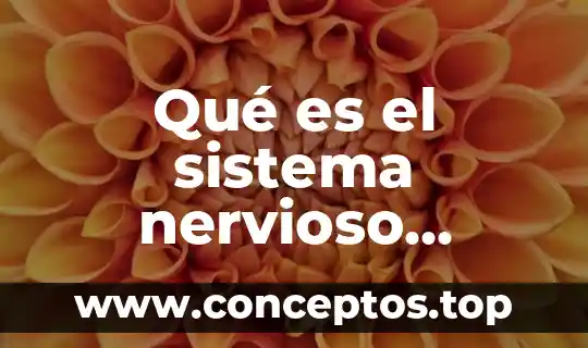 Qué es el sistema nervioso redalyc