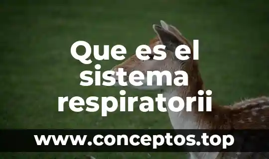 Que es sistema animal 4 Que es el sistema respiratorii