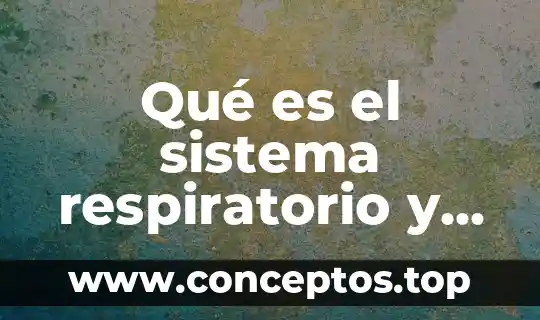 Que es un cuadro respiratorio 3 Qué es el sistema respiratorio y sus partes