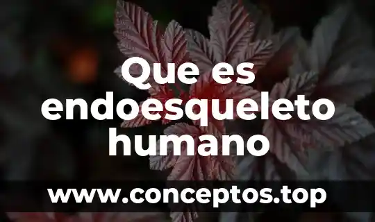 Que es endoesqueleto humano
