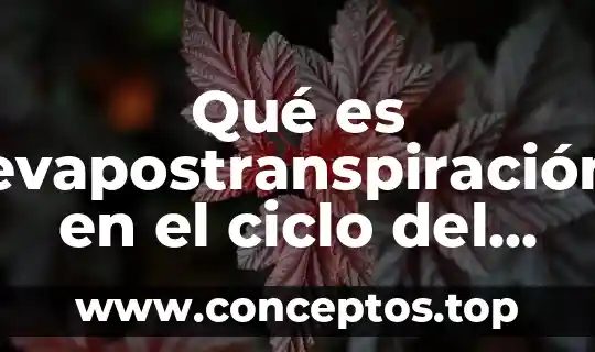 Qué es evapostranspiración en el ciclo del agua