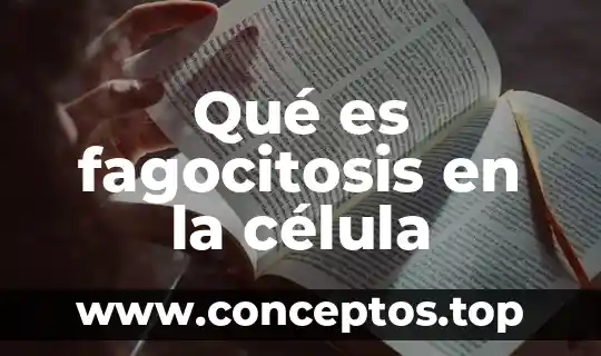 En la célula animal qué es el núcleo 6 Qué es fagocitosis en la célula