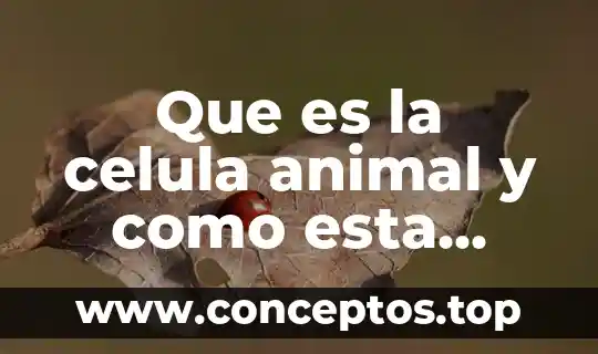 Que es la celula animal y como esta compuesta