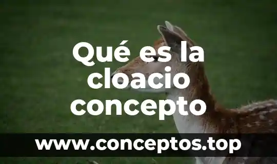 Que es sexualidad humana significado y concepto 6 Qué es la cloacio concepto