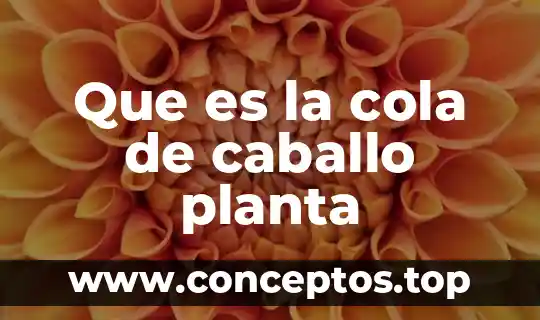 Que es la cola de caballo planta