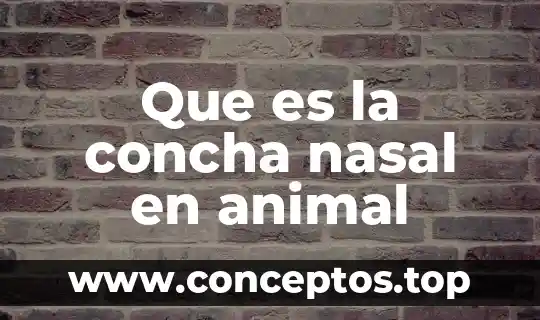 Que es la concha nasal en animal