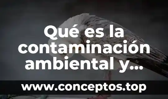Que es la degradación por la contaminación del agua 8 Qué es la contaminación ambiental y sus principales consecuencias
