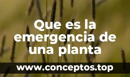 Que es la emergencia de una planta