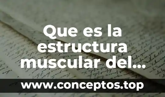 Que es la estructura muscular del corazón