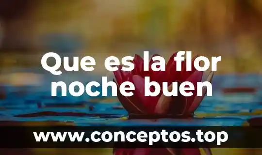 Si sientes olor a cafe que es a media noche 6 Que es la flor noche buen