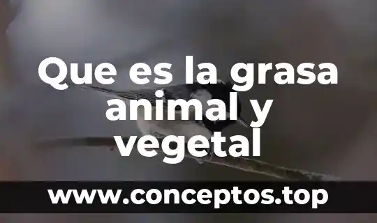 Que es la grasa animal y vegetal