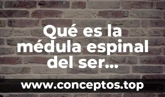 Qué es la médula espinal del ser humano