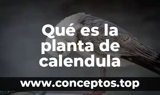 Qué es la planta de calendula