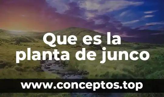 Que es la planta de junco