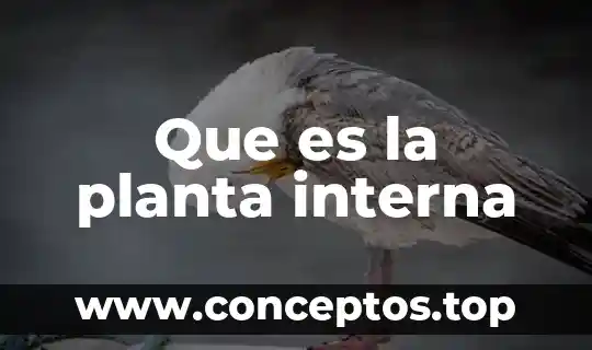 Que es el planta de tajui 3 Que es la planta interna