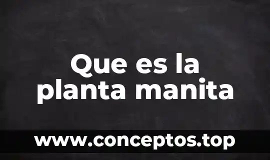 Que es la planta manita